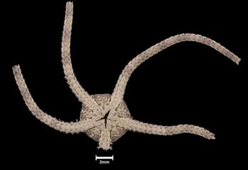 Media type: image;   Invertebrate Zoology OPH-4690 Aspect: ventral